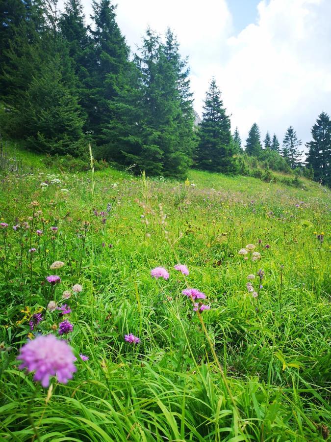 Zlatarske Brvnare Zlatar Chalets Nova Varoš Exteriér fotografie